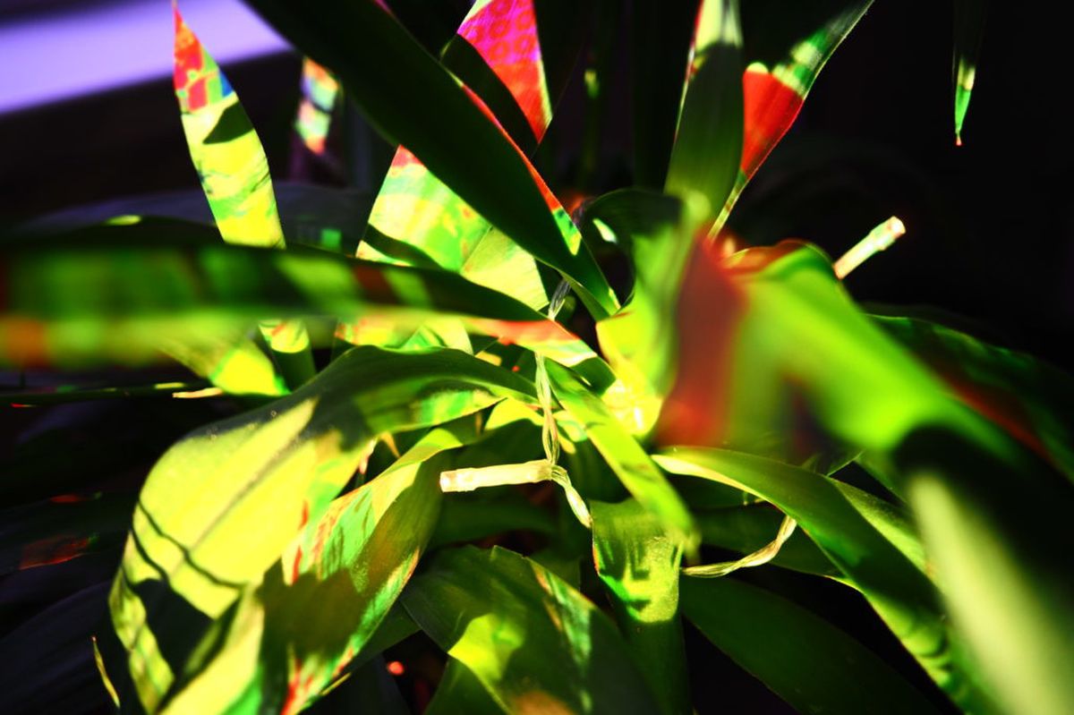 Plant Projections