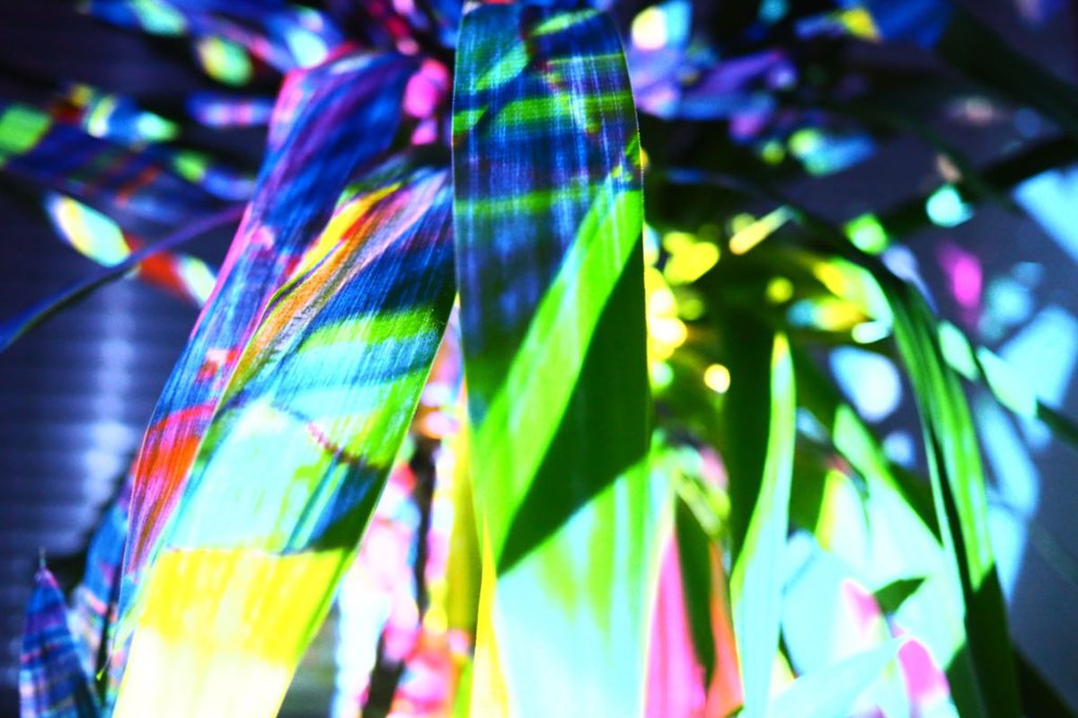 Plant Projections