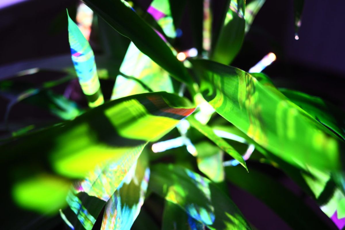 Plant Projections