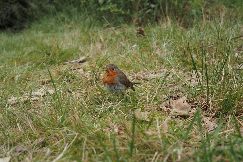The very friendly robin that was nicknamed Quobin